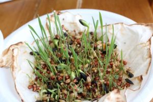 The bowl with the best growth (also the most seeds, thanks to A's enthusiasm).