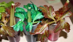 After 24 hours, the red, blue and pink (l-r) had a dramatic change.