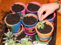 Placing the cuttings into the soil.