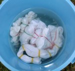 Soaking in the soda ash solution.