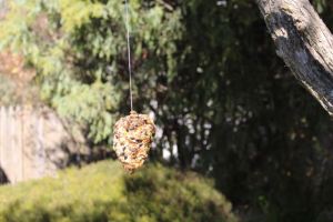 Our new bird feeder hanging in a tree.